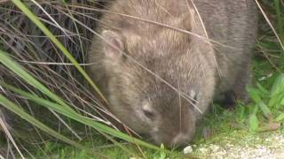 Begegnung mit einem Wombat  Australien 2006 [upl. by Alian620]