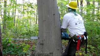 Felling 80 beech tree [upl. by Plank]