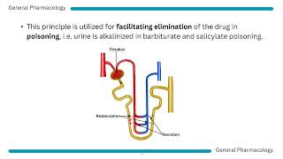 Pharmacokinetics Excretion [upl. by Rma54]