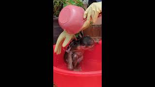 Cute Baby Monkey Icy go to take a bath 😍🙉🚿monkey babymonkey cutemonkey monkeylove [upl. by Rogerg]