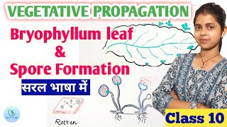 Vegetative Propagation in plants class 10 Spore formation class 10  Bryophyllum plant reproduction [upl. by Miche]