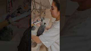 y mucho amor  African grey parrot baby Nursery Hand feeding Professional birds [upl. by Adnopoz]