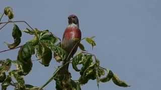 Bluthänflinge Carduelis cannabina [upl. by Crystal]