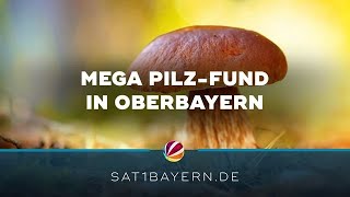 PilzeHochsaison in Bayern Großer Fund in Oberbayern [upl. by Nyrok]