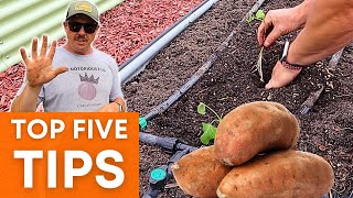 5 EASY TIPS TO GROW MORE SWEET POTATOES [upl. by Inram]