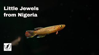 Aphyosemion calliurum  Stunning African Killifish [upl. by Salchunas]