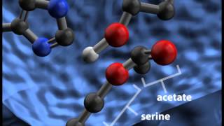 Acetylcholinesterase Cleaving Acetylcholine [upl. by Aimak]