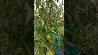 Pomidorowy sezon w pełni 🍅😃 pomidory tomato garden uprawapomidorów ogród warzywa [upl. by Idonna228]