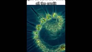 Phytoplankton underrated fr meme capcut memecut edit science marinebiology shorts shortsfeed [upl. by Giamo]