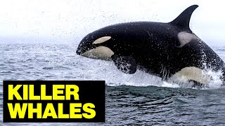 Killer WHALES Of The Norwegian Fjords  Wildlife Photographer [upl. by Norre]