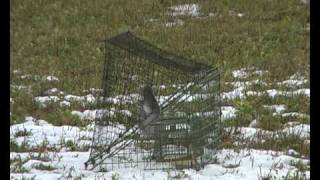 Great Grey Shrike trapped [upl. by Willdon643]