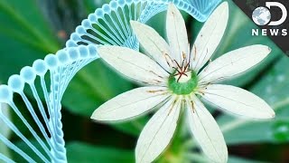 Why Do Humans Have Less DNA Than This Flower [upl. by Hart]