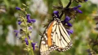 Mexico On the trail of the butterfly migration [upl. by Rollo]