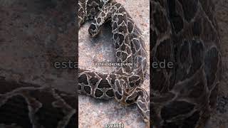 Datos interesantes acerca de la Yarará o Víbora de la cruz Bothrops alternatus [upl. by Cara]