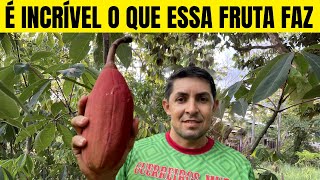 Mungubeira da Amazônia e a Fruta Selvagem MungubaPreservaçãoFloresta Amazônica Amazônia selvagem [upl. by Groscr]