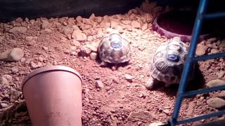 Présentation de mon terrarium pour tortue d Hermann [upl. by Leakcim55]