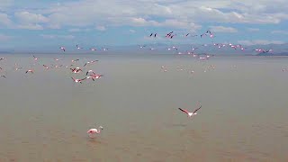 Experience Flight Like A Flamingo  The Wild Place  BBC Earth [upl. by Innoc]