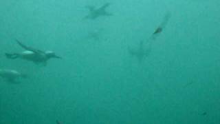 Guillemots diving [upl. by Oilejor]