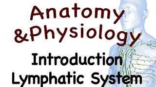 Lymphatic System  Introduction To The Lymphatic System 1501 [upl. by Lledniuq]