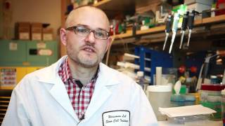 CD47 Antibody treatment shrinks or eliminates human cancer tumors in mice [upl. by Ivonne]