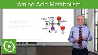 Amino Acid Metabolism Introduction – Biochemistry  Lecturio [upl. by Brigg]