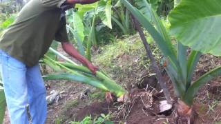 The Giant Taro plant How big will their corms [upl. by Meredi]