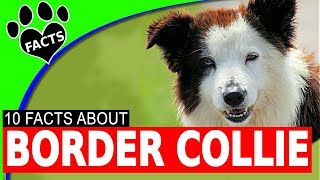 10 Cool and Interesting Facts About Border Collie Dogs 101 [upl. by Fasta]