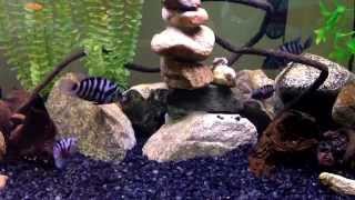 Convict Cichlid Pairs Fighting HD [upl. by Baram]