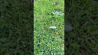 A PALE TUSSOCK IN GARDEN 1 [upl. by Suryt]