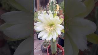 Our Peruvian Apple cactus bloomed this morning and closed by afternoon ☺️🌵 cactus succulents [upl. by Meyer]