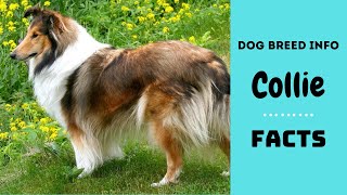 Collie dog breed All breed characteristics and facts about Collie dogs [upl. by Llieno52]