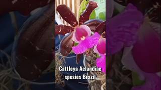 Cattleya aclandiae sp [upl. by Huberty]