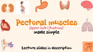 Pectoralis major and minor anatomy  Pectoral region  Muscles of Upper limb  medvidsmadesimple [upl. by Rust]