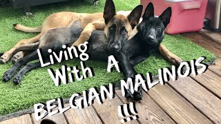 Living With A Belgian Malinois dog belgianmalinois doglife [upl. by Kerrin733]