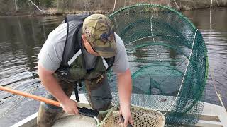 Whats in the Net May 2018 Fyke Net Surveys on the Chippewa Flowage [upl. by Hynda]