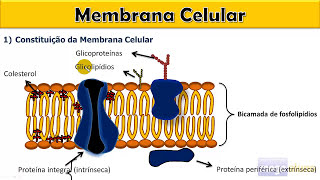 Membrana Plasmática parte I  Com material na descrição [upl. by Savanna]