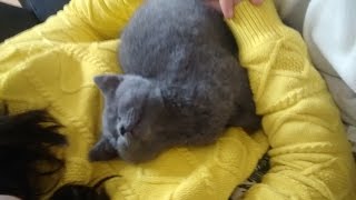 Playful Lundy British Shorthair Kitten [upl. by Hanikas261]