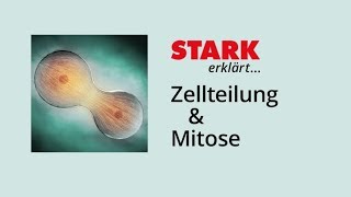 Zellzyklus und Mitose  STARK erklärt [upl. by Aynatan]