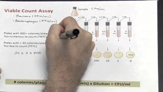 Dilutions  Part 3 of 4 Calculating Colony Forming Unitsml [upl. by Ahseikan]