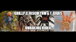 Tartan Tarantulas Unboxing GBBLParyhabana CFasciatum TGigas [upl. by Torp110]