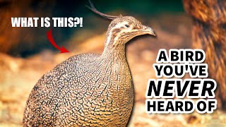 Tinamou Facts a BIRD youve NEVER HEARD OF  Animal Fact Files [upl. by Chelsie]