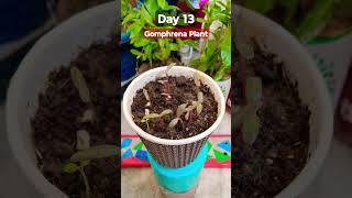 Grow Gomphrena From Seeds  How to sow Gomphrena  रक्तमल्लिका Gomphrena Seeds Germination [upl. by Aicnom373]