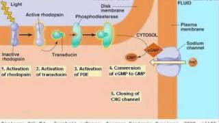 Human Eye 04 Biochemistry [upl. by Carter]