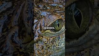 Fascinating Facts About Spectacled Caiman wildlife animals jungle animalshorts amazon [upl. by Atilegna304]