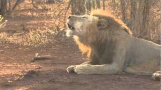 Trembling Lion Roar and Sound Here in Africa [upl. by Edrick]