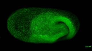 Fluorescent live imaging of embryo formation in the beetle Tribolium [upl. by Etnelav]