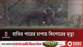 চিড়িয়াখানায় হাতির পায়ের চাপায় মাহুতের ছেলের মৃত্যু  National Zoo  Independent TV [upl. by Ellives]