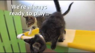 Video of adoptable pet named Kittens Available [upl. by Laeahcim64]