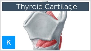 Thyroid Cartilage  Definition amp Function  Human Anatomy  Kenhub [upl. by Sokul282]