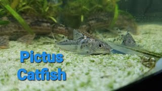 Pictus Catfish facts [upl. by Smallman]